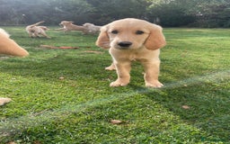 Golden Retriever dogs for sale: Golden Retriever Puppies – Family Raised - Image 6