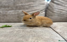 Netherland Dwarf rabbits for sale: Baby Netherlands dwarf/dwarf lion heads - Image 3