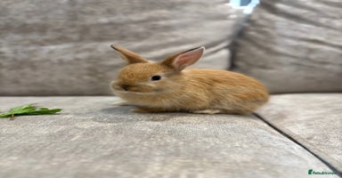 Netherland Dwarf rabbits - Advert 3
