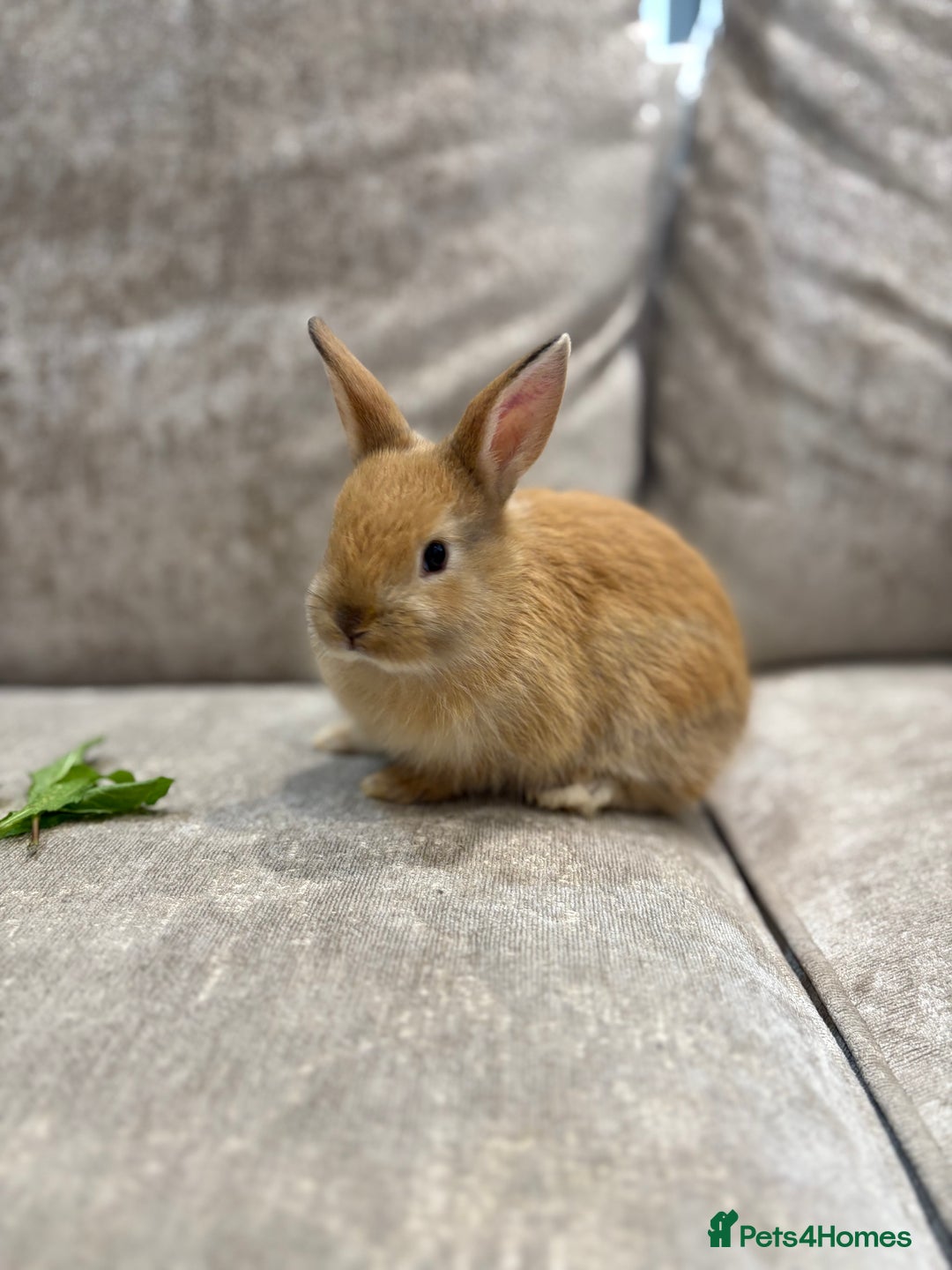 Netherland Dwarf rabbits for sale: Baby Netherlands dwarf/dwarf lion heads - Image 3
