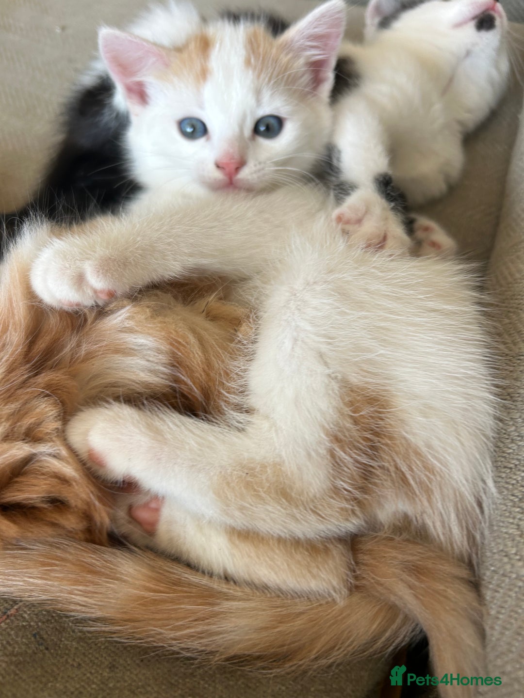 Mixed Breed cats for sale: 5 beautiful kittens  - Image 3