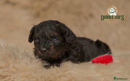 Cavapoo dogs for sale: DonnaJay’sCelebrityK9s EXCELLENT Trustpilot,Google - Advert 10
