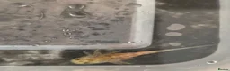 Axolotl reptiles for sale: Axolotl babies - Advert 9