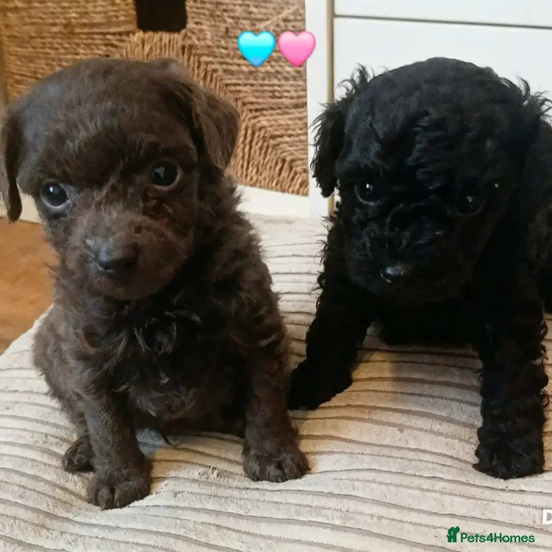Toy Poodle dogs 🩶🩷🩶 3 pups available 🩶🩷🩶 - Advert 12