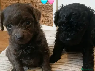 Toy Poodle dogs 🩶🩷🩶 3 pups available 🩶🩷🩶 - Advert 12