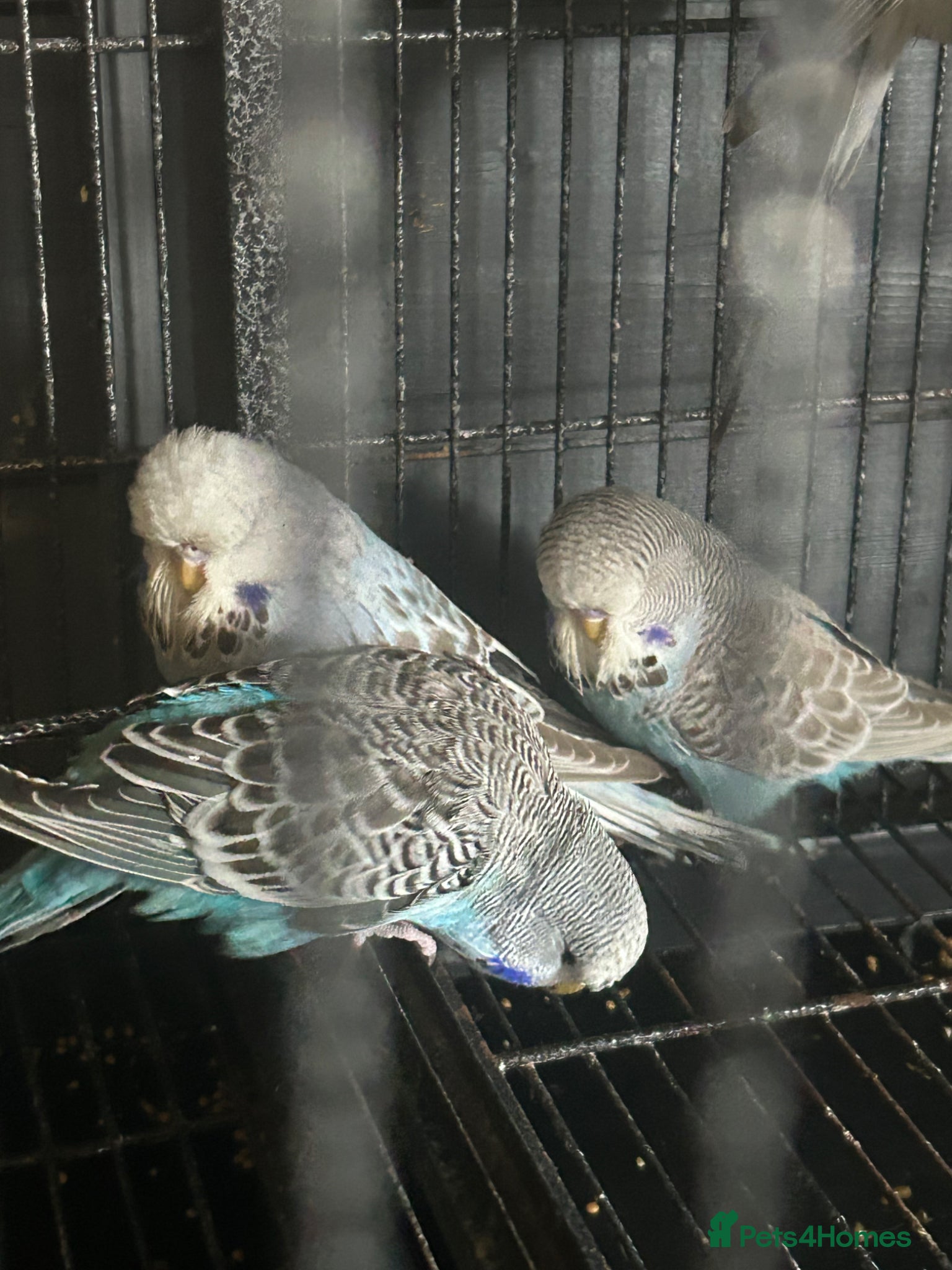 Budgerigars birds Budgies (young) - Advert 10