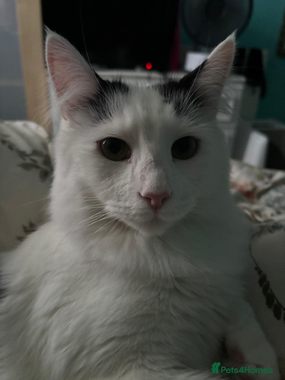 British Longhair cats Leo - Domestic Longhair black and white male - Advert 1