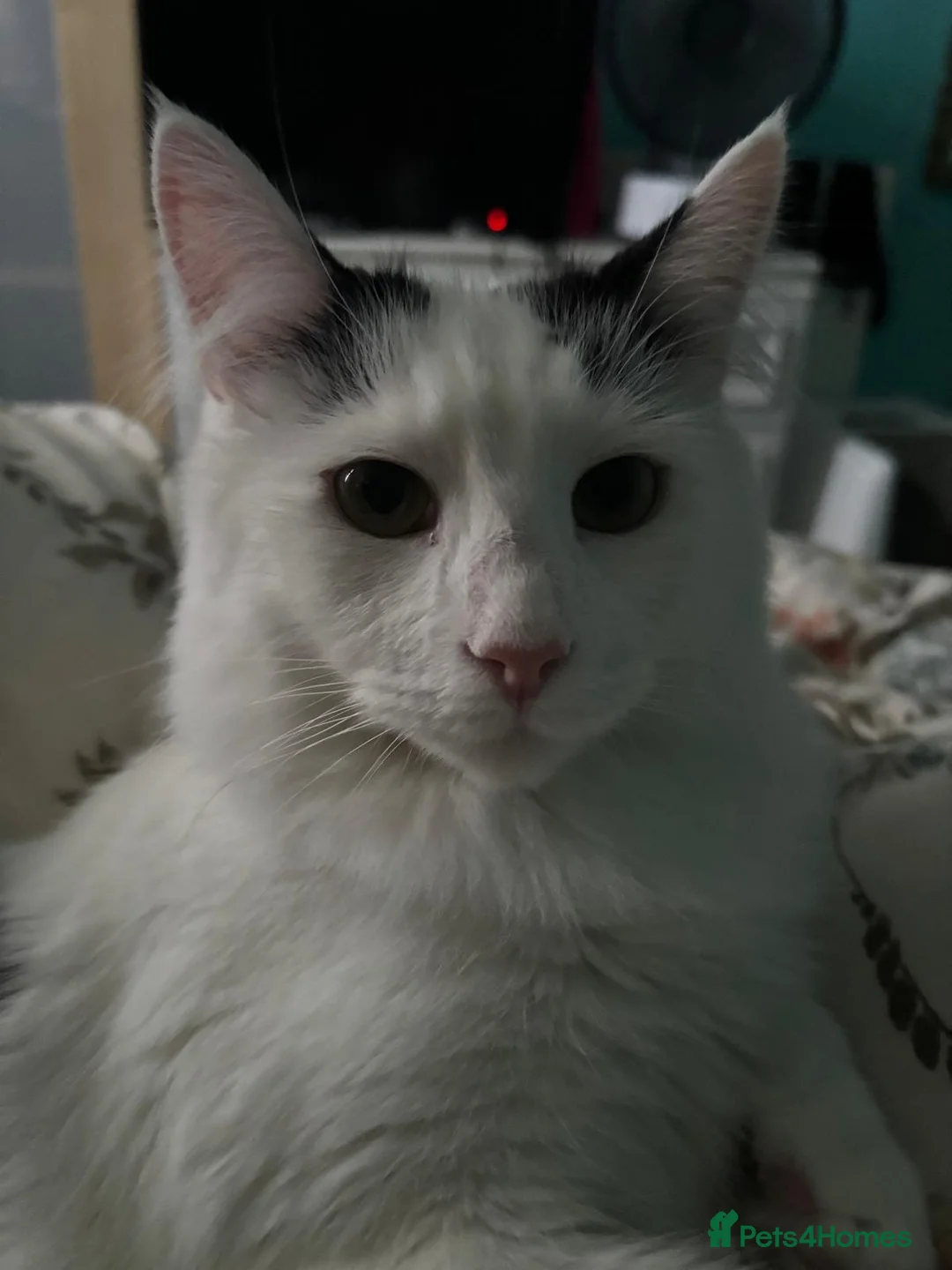 British Longhair cats for sale: Leo - Domestic Longhair black and white male - Advert 1