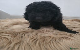 Cockapoo dogs for sale: Beautiful cockapoo puppies - Image 3