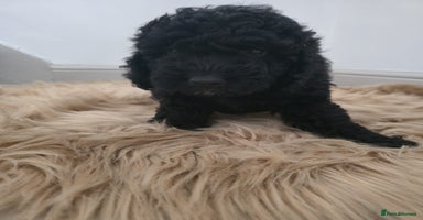 Cockapoo dogs - Advert 1
