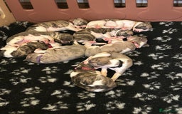 Whippet dogs for sale: A beautiful-well bred litter of small whippets  - Image 6