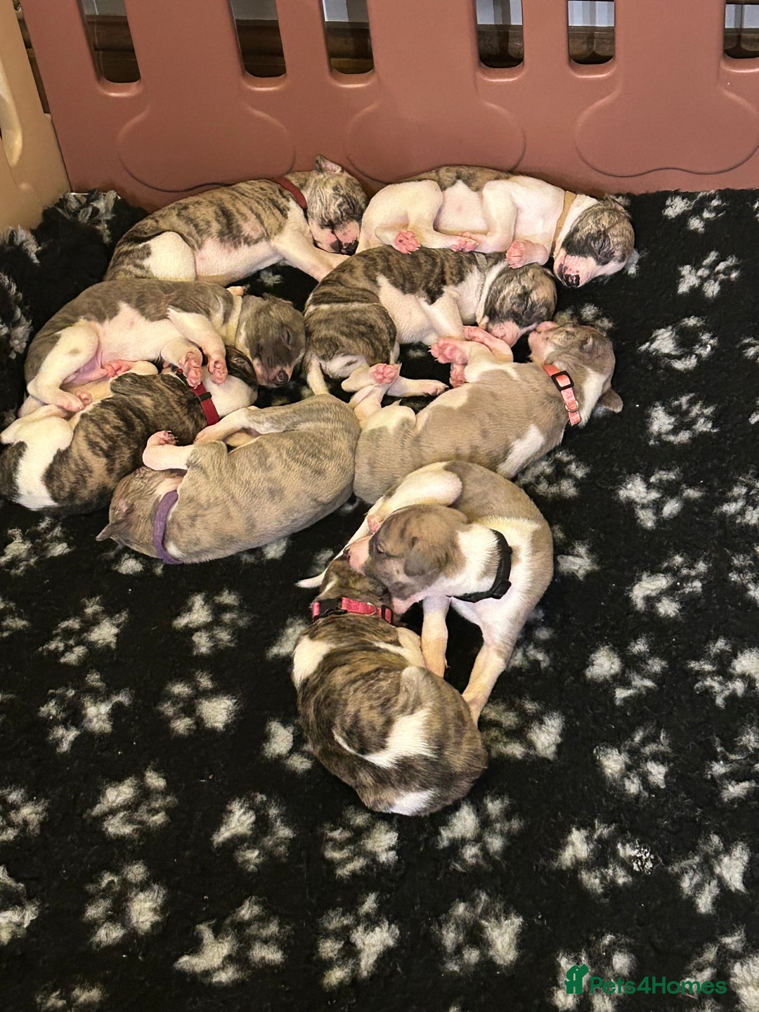 Whippet dogs for sale: A beautiful-well bred litter of small whippets  - Image 6