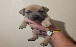 Presa Canario dogs for sale: Stunning litter of Presa Canario Puppies - Image 18