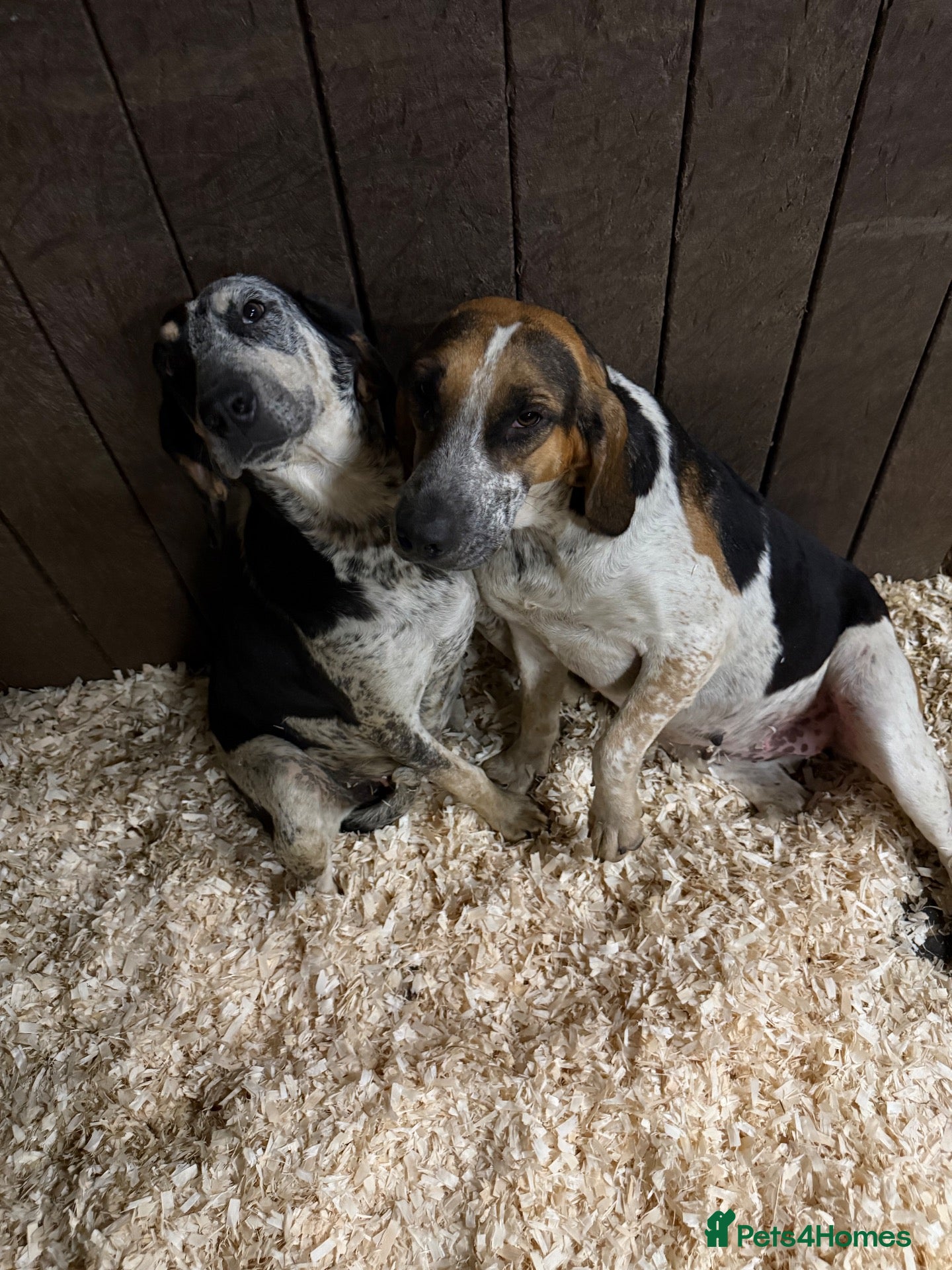 Mixed Breed dogs Gorgeous mix hound breed looking forever home - Advert 3