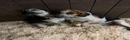 Mixed Breed dogs for sale: Gorgeous mix hound breed looking forever home - Advert 1