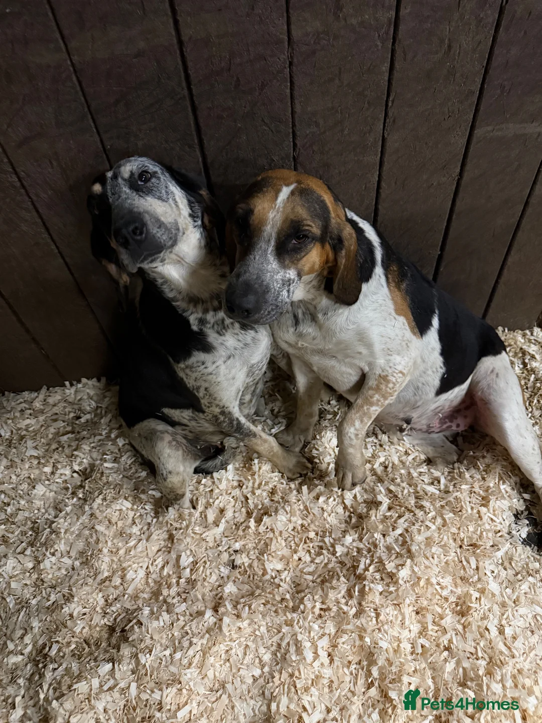 Mixed Breed dogs for sale: Gorgeous mix hound breed looking forever home - Advert 1