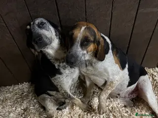 Mixed Breed dogs Gorgeous mix hound breed looking forever home - Advert 3