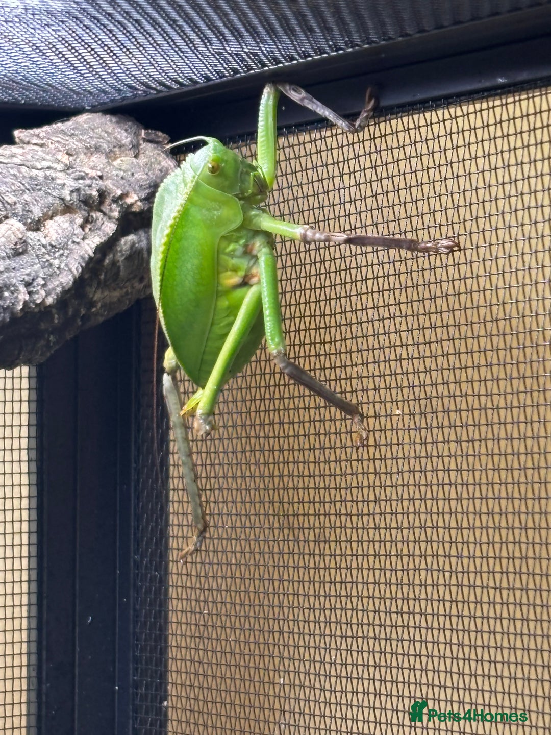 Mixed Breed invertebrates for sale: Giant Hooded katydid sub adult pair - Image 3
