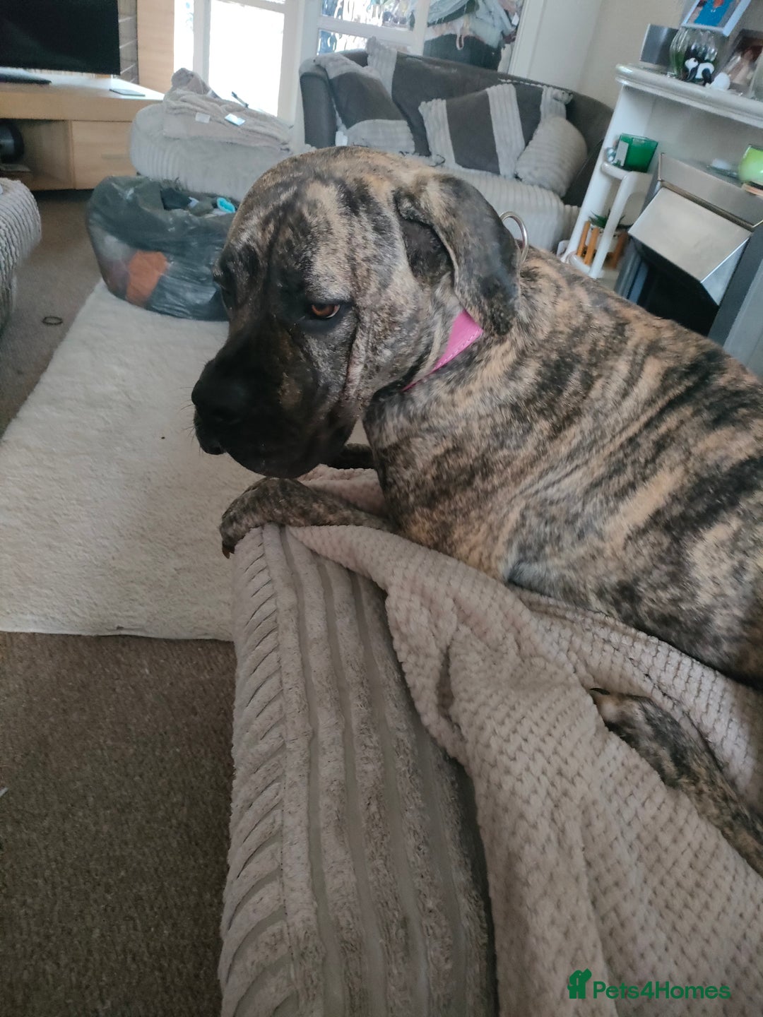 Presa Canario dogs for sale: Pressa canario female  - Image 6