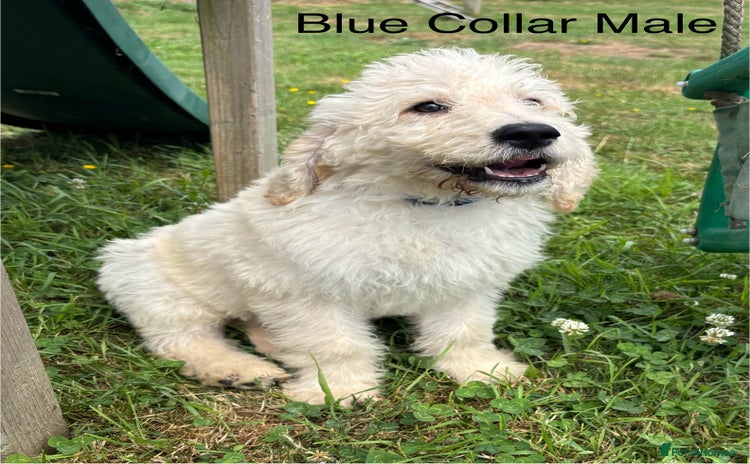 Labradoodle dogs - Advert 14