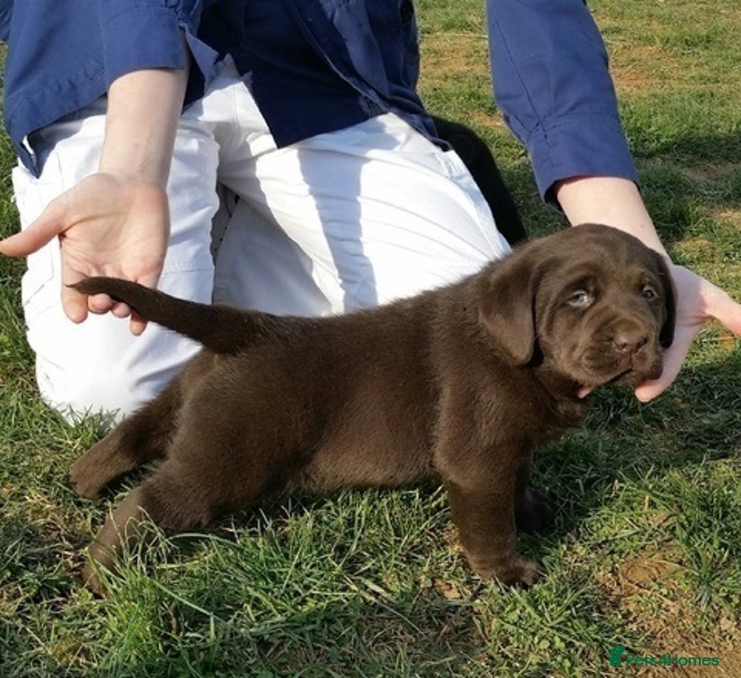 Labrador Retriever dogs for sale: hansome loving labrador retriever boy - Advert 2