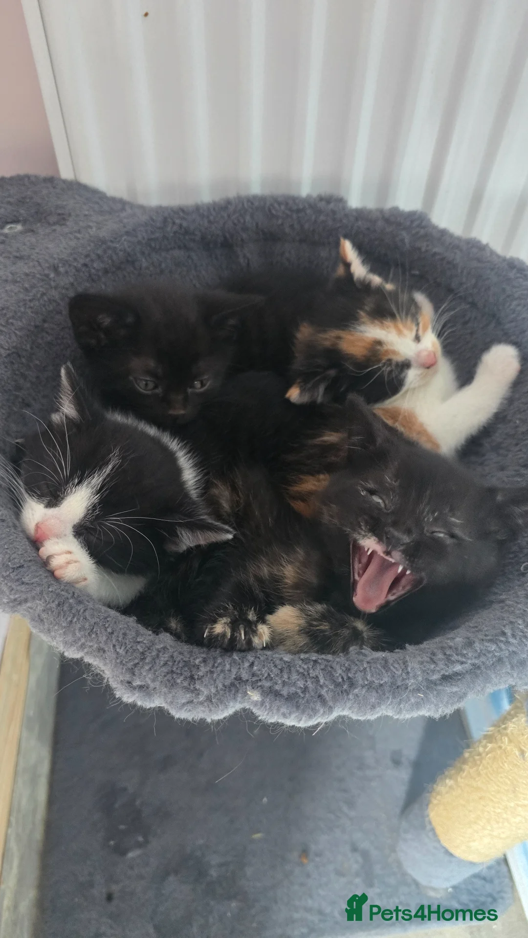Mixed Breed cats for sale: Lovely 3 kittens 😸 2girls 1boy  - Advert 12