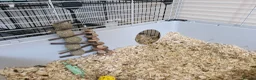 Guinea Pig rodents for sale: 2 Female Guinea Pigs, with cage and food setup - Advert 10