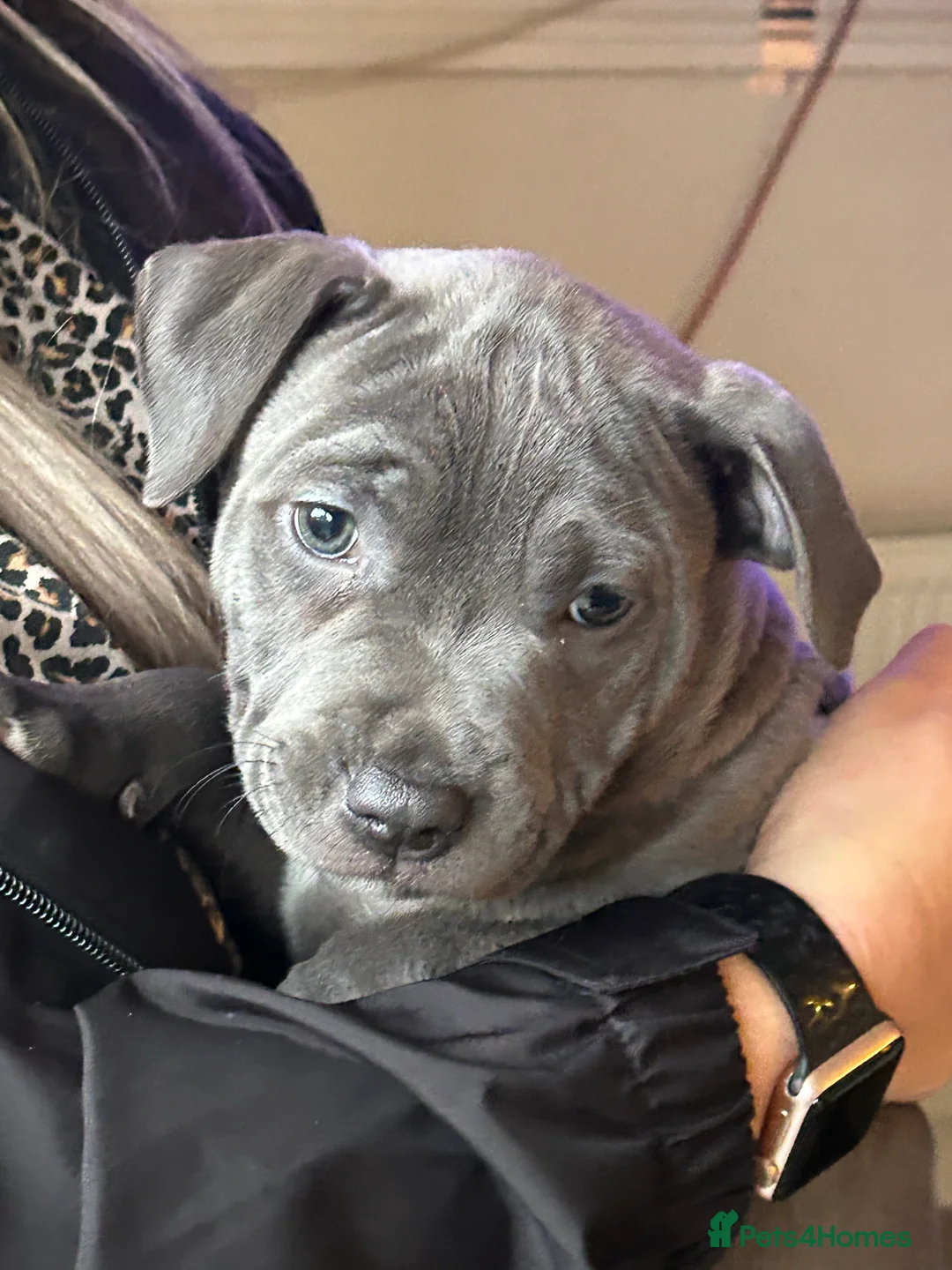 Staffordshire Bull Terrier dogs for sale: Blue Staffordshire bull terrier  - Advert 2