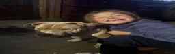 Mixed Breed dogs for sale: Pocket Bully (not a XL Bully)  - Advert 2