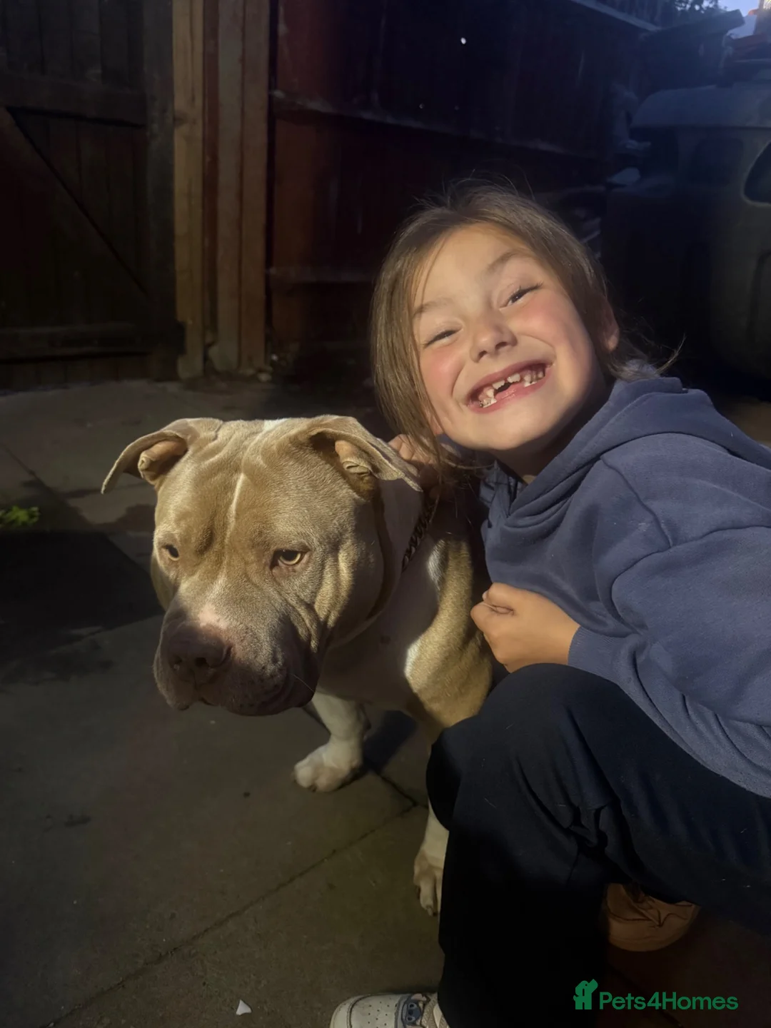 Mixed Breed dogs for sale: Pocket Bully (not a XL Bully)  - Advert 2