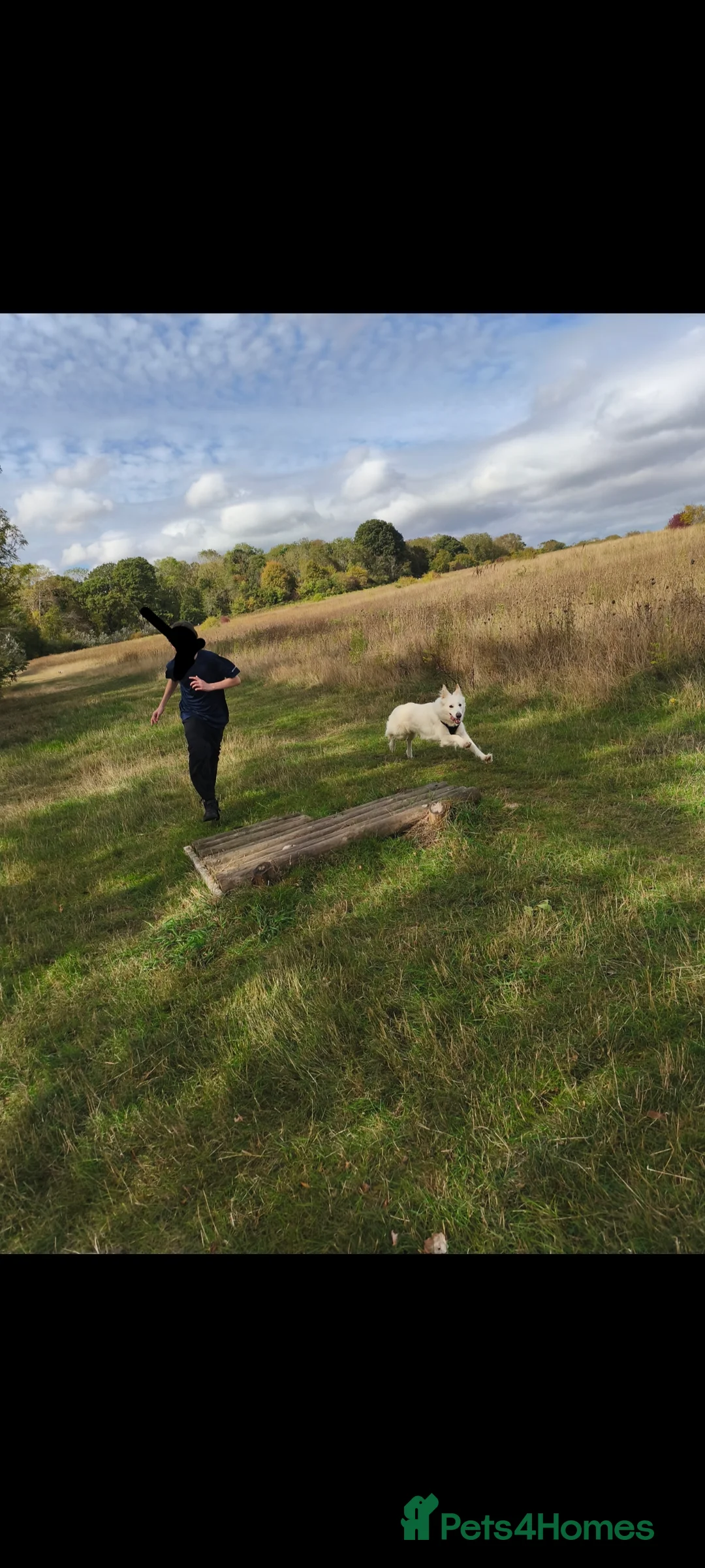 German Shepherd dogs for sale: White Female German Shepherd 3 years old - Advert 11