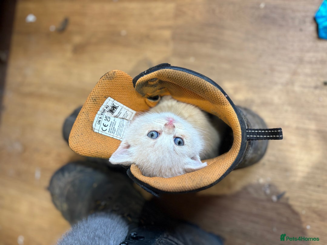 British Shorthair cats for sale: Beautiful British shorthair kittens  - Advert 12