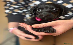 Doxiepoo dogs for sale: Merle & Solid Colour Doxiepoos - Image 12