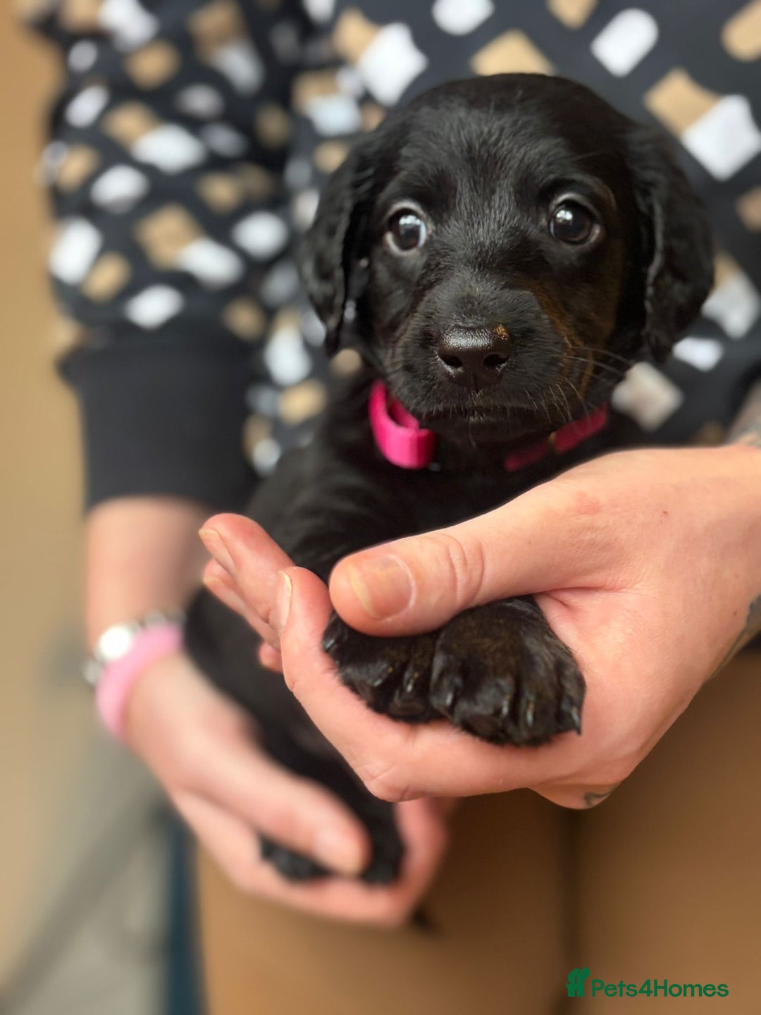 Doxiepoo dogs for sale: Merle & Solid Colour Doxiepoos - Image 12