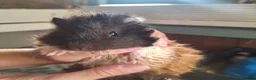 Guinea Pig rodents for sale: 8 weeks old  baby Guinea pigs  ready   - Advert 4