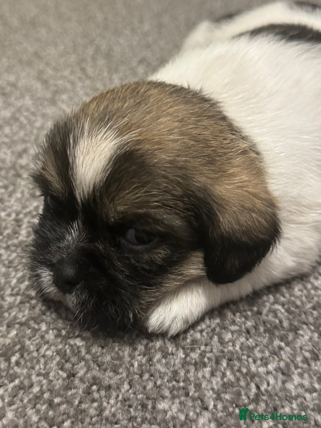 Mixed Breed dogs for sale: Beautiful pups looking for their forever home! - Advert 26