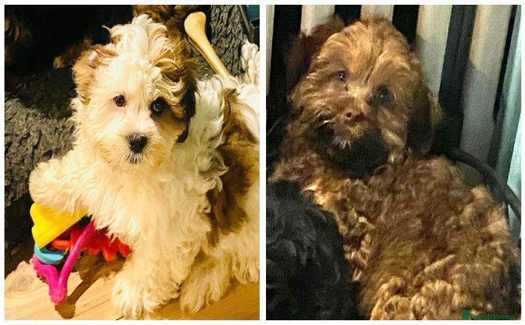 Shihpoo dogs - Advert 2
