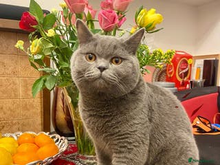 British Shorthair cats Meet our stunning boy - MIsho - Advert 18