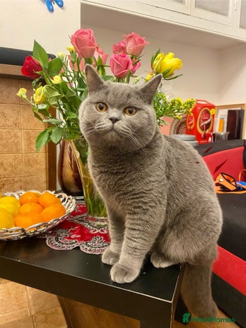 British Shorthair cats Meet our stunning boy - MIsho - Advert 9