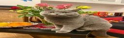 British Shorthair cats for stud: Meet our stunning boy - MIsho   - Advert 3