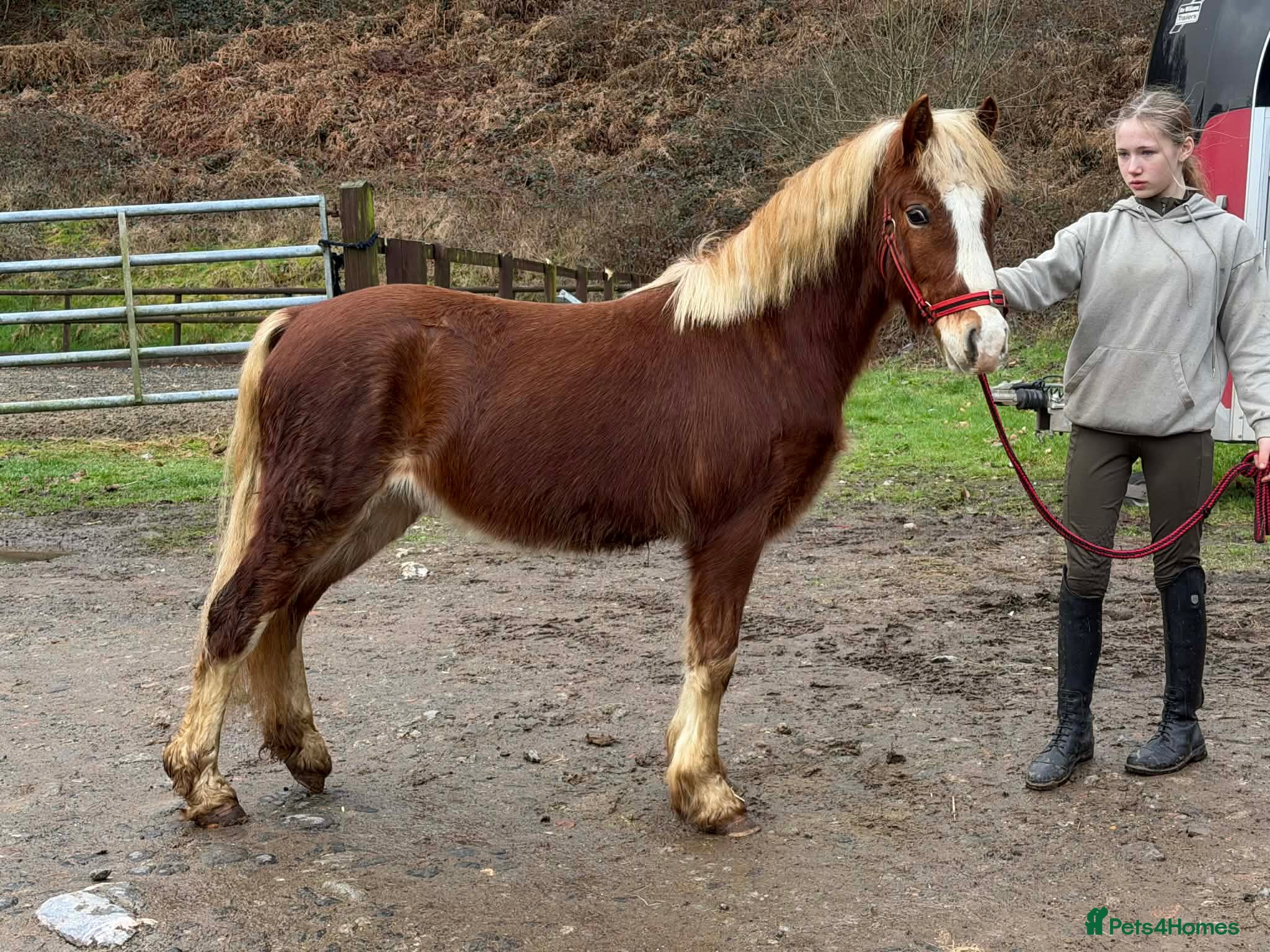 Welsh Section C horses Flashy Freddie - Advert 1