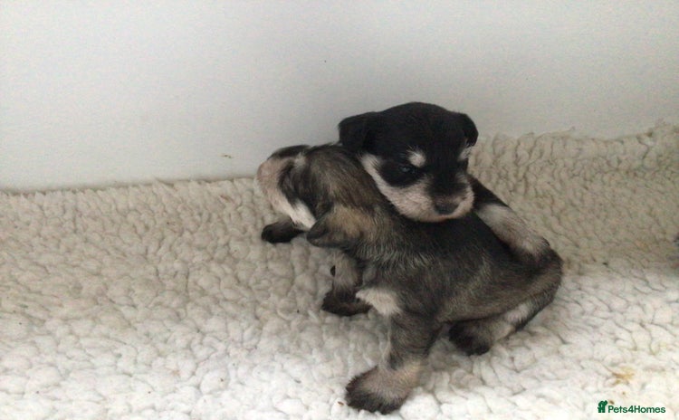 Miniature Schnauzer dogs - Advert 3