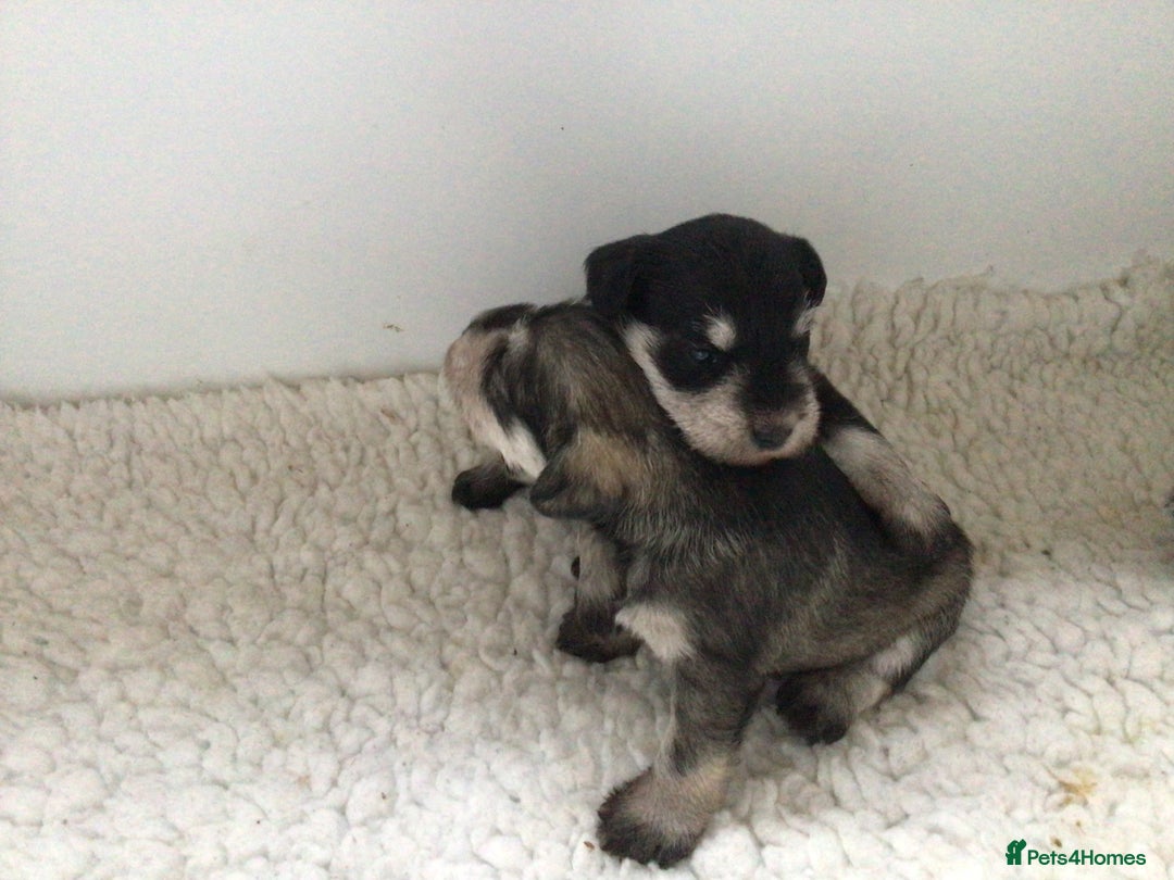 Miniature Schnauzer dogs for sale: Fully Health Tested KC Reg Mini Schnauzer pups - Image 1