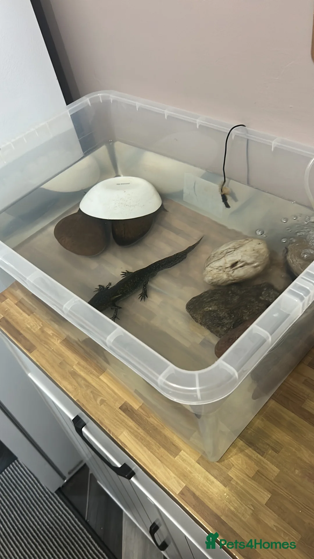 Other/Mixed Breed fish for sale: Axolotls  in Stoke-on-Trent - Advert 3