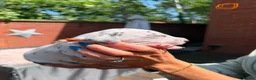 Dalmatian dogs for sale: Stunning Litter of Dalmations - Advert 18