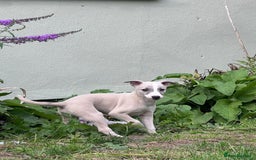 Whippet dogs for sale: Male whippet pups available  - Image 5