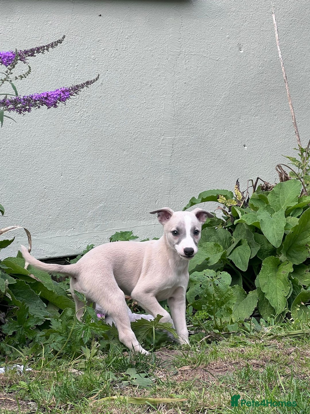 Whippet dogs for sale: Male whippet pups available  - Image 5