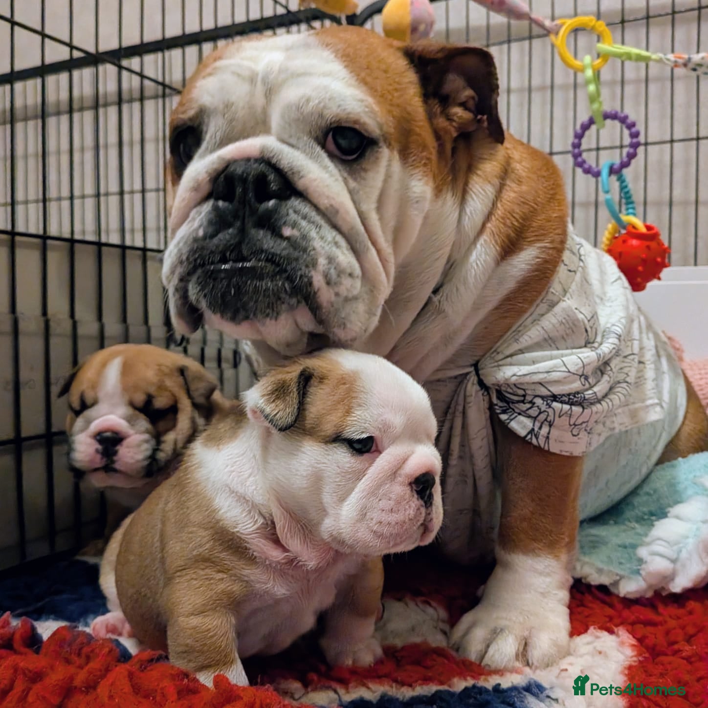 English Bulldog dogs Traditional Bulldog Puppies Worth Waiting For - Advert 3