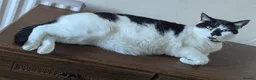 Mixed Breed cats for sale: Domestic medium hair cat in Kettering - Advert 2