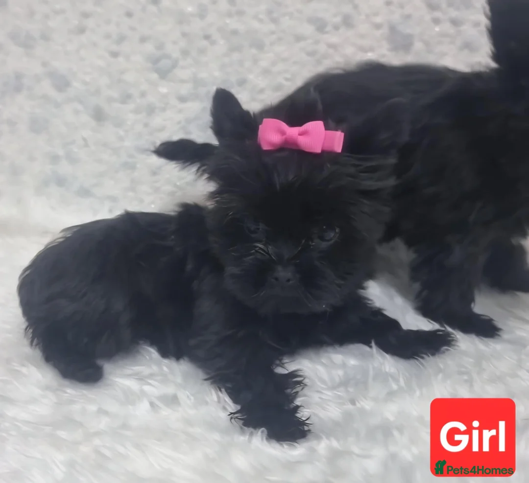 Yorkshire Terrier dogs for sale: Yorkshire Terrier  - Advert 10